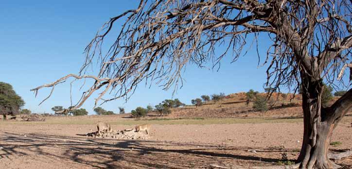 Woestijnreis a n Ruimte en zand tot aan de horizon beleef de Kalahari 22-daagse reis Kalahari Bagatelle Nossob Mata mata Aussenkehr Klein Zee Ruimte geeft een gevoel van vrijheid.