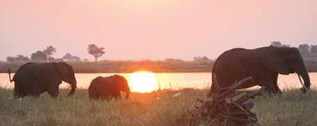 Er zijn drie manieren om uw safari vorm te geven. De kampeer- en mobiele safari s spelen zich af in de nationale parken als Moremi en Savute. De Okavango Delta zelf is verdeeld in privé concessies.
