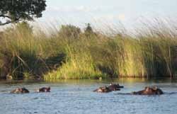 Liuwa Plains is een weidse vlakte die soms maandenlang onder water staat en grote troepen gnoes aantrekt als de grond is opgedroogd.