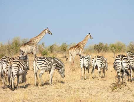 Familierondreis - veel safari hanzi ren ham Botswana Kinderdromen in vervulling Super safarireis door Zuid Afrika met kinderen De mooiste safari s maak je in het noorden van Zuid-Afrika die bovendien
