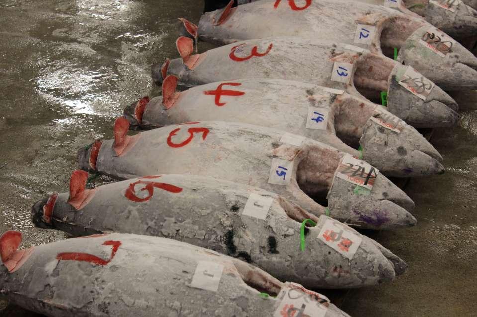 Tsukiji fish