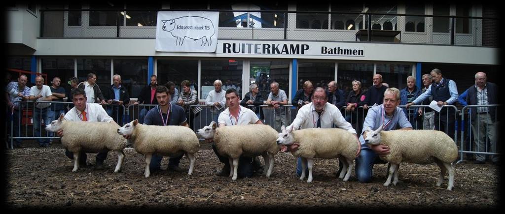 Ooilammeren Er was één rubriek ooilammeren waarvan twee afzeggingen waren, zodoende bleven er maar twee over. Twee beste ooilammeren trouwens. 1B voor lam 06465-30651 van M. Postma, typisch ooilam.