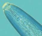 Ziekteweerbaarheid Plant parasitaire nematoden Duidelijk gewaseffect Geen