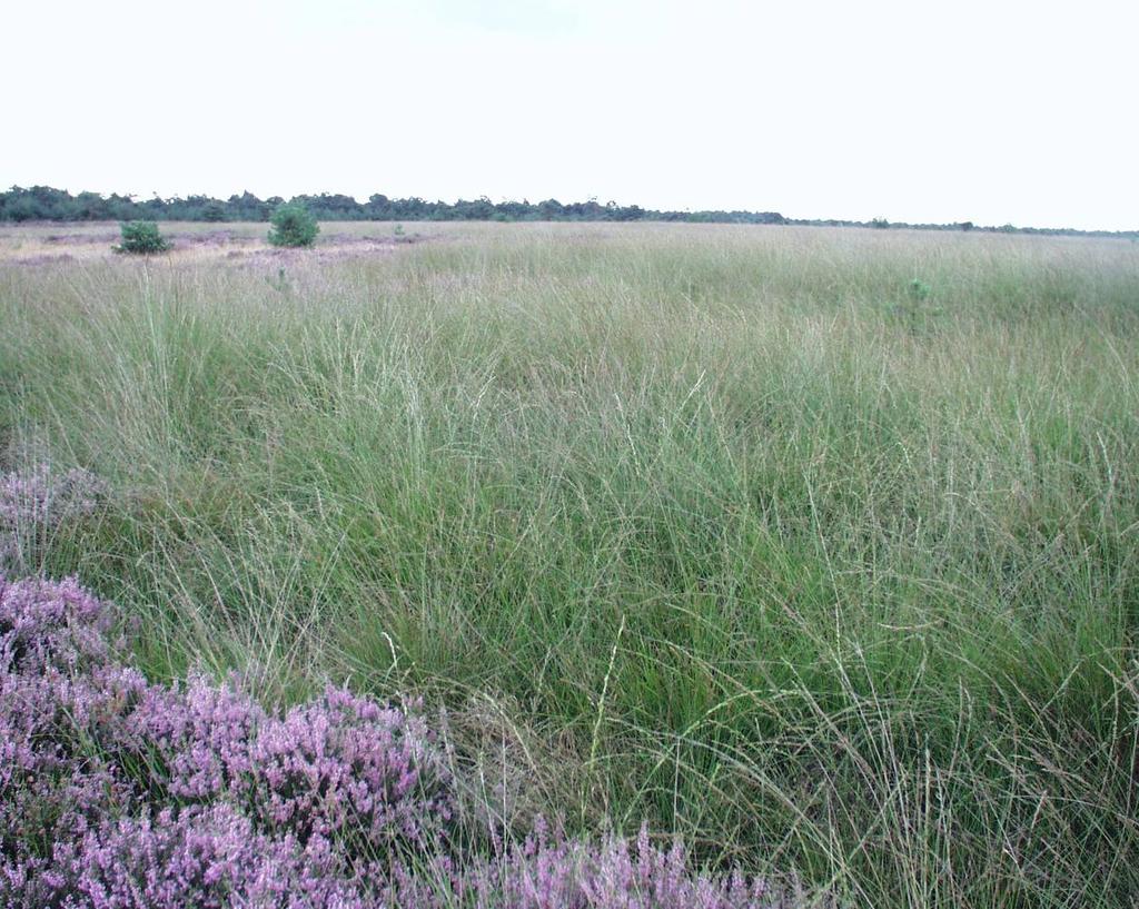 Effecten van gelijkblijvende N-depositie op N2000-habitats in de Groote Peel Auteur: