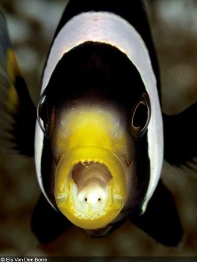 Tussen Lange Jaap en Kuitje Vissen Nemo, de clown vis heeft onderwater echt zijn mond vol Ik heb ze zelf mogen aanschouwen deze clown vissen op de Bahama s lang geleden en ze zijn zeker al door