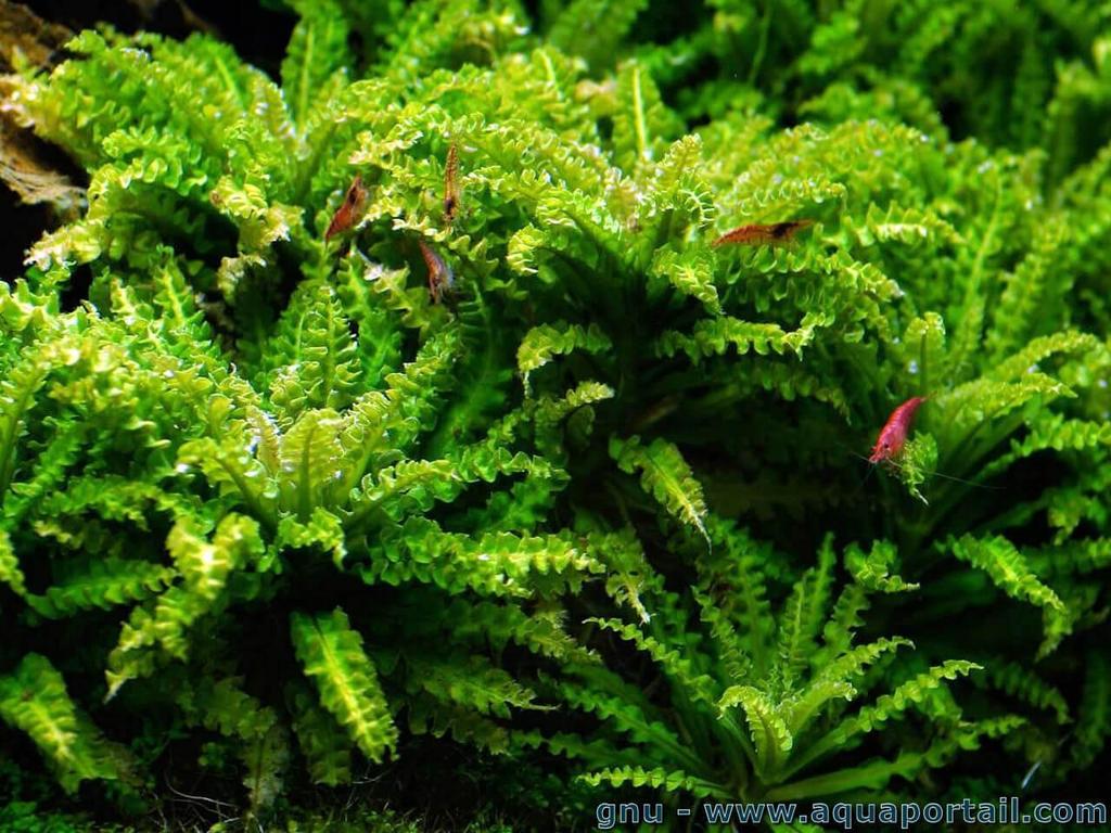 De Pogestemon is een compacte plant met zeer mooie, fijngekartelde blaadjes en hij heeft een bijzondere groene kleur. Vissen en aquariumliefhebbers vinden het plantje een lust voor het oog.