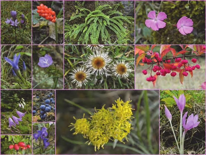 Bijlage 2 / Plantenlijst Eifelreis 2015 (samenstelling André Beijersbergen) Voor de samenstelling van de plantenlijst is gebruik gemaakt van de Excursionsflora von Deutschland door Rothmaler (2000),