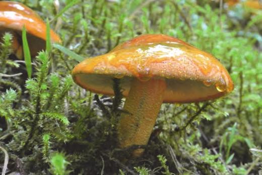 Geurende gordijnzwam Spechtinktzwam Prachtmycena Verdere pronkt er een prachtige vezelkop: Inocybe terrigena/schubbige vezelkop. We zien de nabloei van moesdistel.