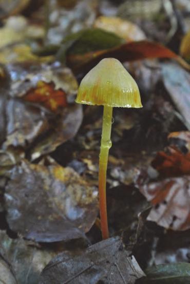 En ja hoor, in beukenbossen op kalk kun je uitkijken naar Coprinopsis picacea/spechtinktzwam; er zouden nog vele vondsten volgen.