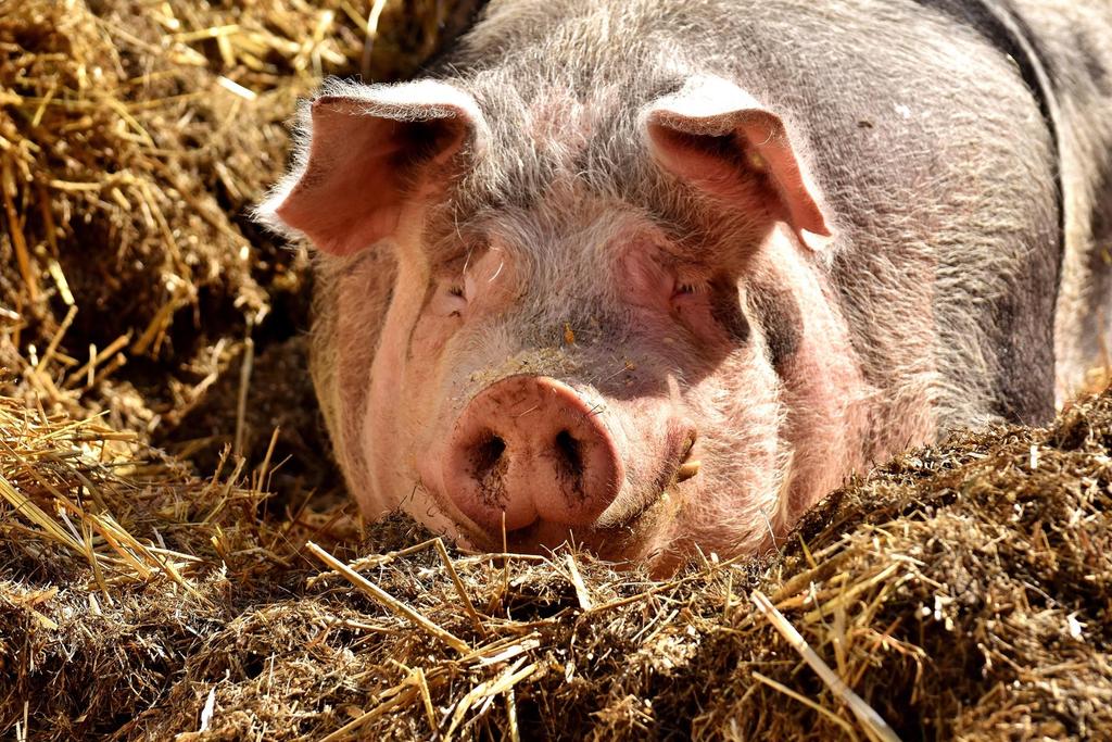PRRS-programma varkenshouderij België Gids voor Goede Praktijken
