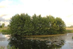 Bossingel en bosje Een bossingel of een bosje zijn houtopstanden die vroeger vaak aangeplant en beheerd werden als hakhout, maar doorgeschoten zijn. Ze komen in veel gebieden in Nederland voor.