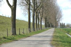 Een laan is een weg of pad, die aan beide zijden met een of meerdere rijen bomen is beplant en is bedoeld en aangelegd als laan.