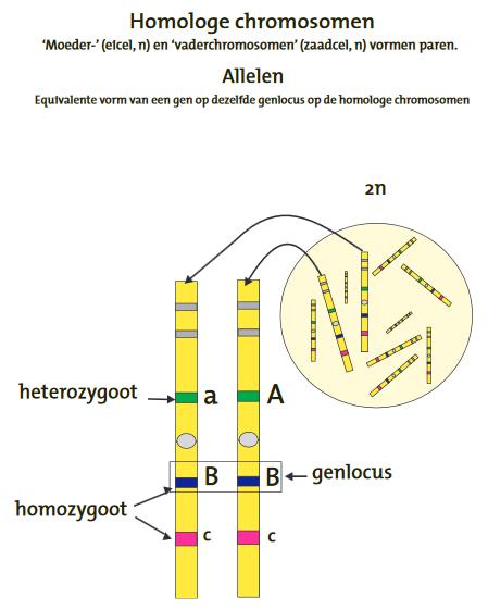 3. Voorkennis bij de start van het hoofdstuk genetica Eigenschappen van de chromosomenparen: - homoloog, niet identiek - bevatten zelfde genen op zelfde locus maar niet noodzakelijk dezelfde info van