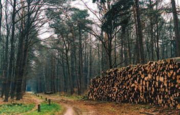 GELDSTROMEN IN BEELD GEBRACHT 8 Natuur kost niet alleen geld, maar levert ook inkomsten op zoals uit de verkoop van hout.