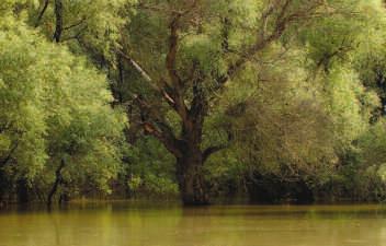 GROTE RIVIEREN: VEILIGHEID EN NATUUR 10 Ooibos en andere dichte en houtige vegetaties kunnen bij hoogwater de afstroming belemmeren (foto: Roel Hoeve).