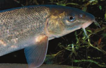 ONTWIKKELINGEN IN DE NATUUR 3 In de nevengeulen die in de Gamerense Waard zijn gegraven, zijn diverse stroomminnende vissoorten aangetroffen, waaronder de barbeel (foto: Roel Hoeve).