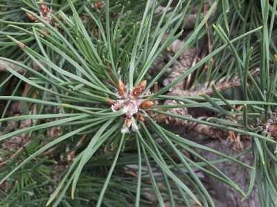 Tip: Indien je Pinus zich in een zeer volwassen fase bevindt en bijna af is en de takken en het loof in balans zijn qua groeikracht, dan kunt je de balans in groeikracht ook bereiken door slechts de