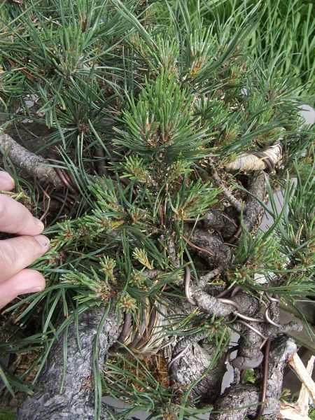 Tip: De Pinus mugo die nog in het begin van hun ontwikkeling zijn, is het een goed idee om de nieuwe kaarsen een beetje langer te laten
