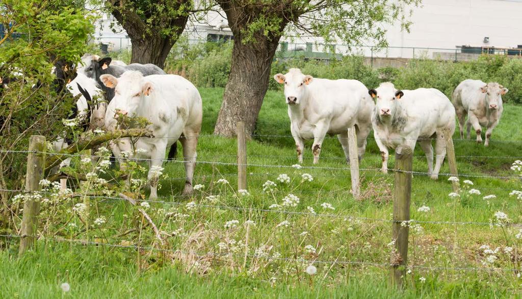 RUNDEREN, KALVEREN, SCHAPEN INKOMSTEN TOTALEN (euro) Promotiefondsbijdragen 1.044.743 Middelen uit EU-dossiers (lopende en ingediende) 350.