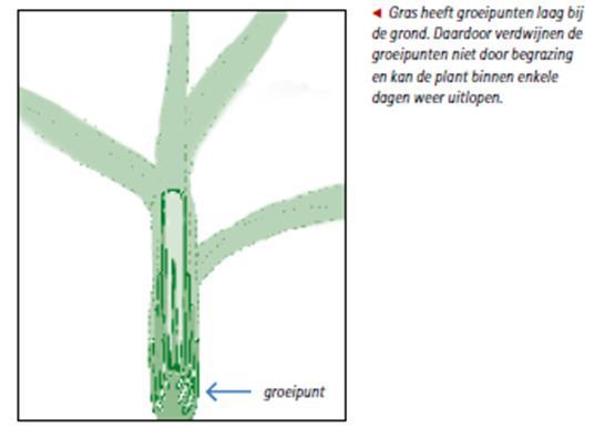 Hoofdstuk 2: Bouw en ontwikkeling 1) Wat neemt een (gras) plant uit de lucht en uit de bodem op om suikers te kunnen maken? 2) Welk gas wordt door een grasplant overdag opgenomen?