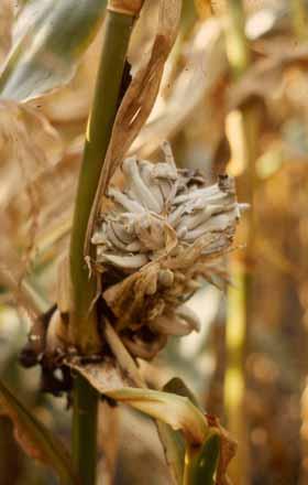 Builenbrand Builenbrand komt met name voor in droge, warme jaren op percelen waar maïs sterk van droogte te lijden heeft gehad. De ziekte is niet chemisch te bestrijden.