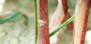 Rhizoctonia Roest Soms treft men in sommige rassen een aantasting door roest aan, met name aan de bovenkant van het blad ontstaan verspreid voorkomende kleine, ronde, roestbruine