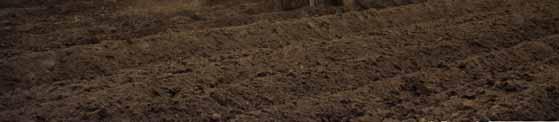 1 Methoden en soorten Nateelt De vanggewassen die volgens het nieuwe mestbeleid op zand- en lössgronden mogen worden geteeld zijn: gras, winterrogge, bladkool en bladrammenas.