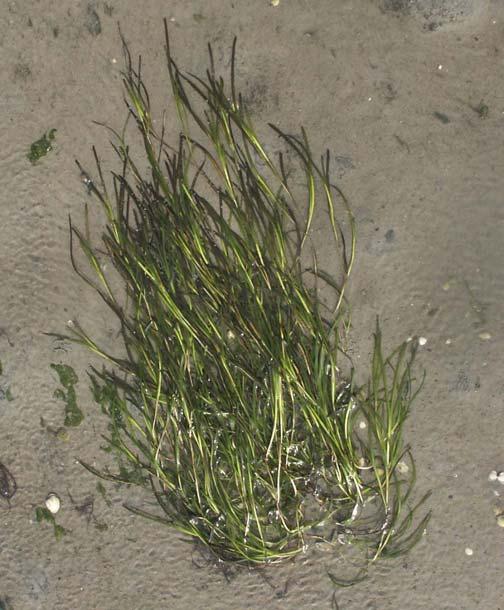 1. Inleiding 1.1 Zeegras in de Waddenzee Zeegrassen zijn hogere planten die in het mariene ecosysteem voorkomen.