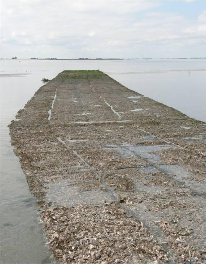 Riffen Methode: Mossel- of oesterriffen voor of langs de kwelderrand. Schelpdieren worden bijvoorbeeld in korven aangebracht. Alternatief voor stortstenen dam.