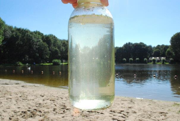 In totaal waren er 10 watervogels (zwanen, meerkoeten, eenden) op de oever en in het