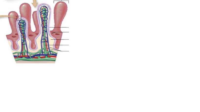 a. ileum b. jejunum c. klep naar dikke darm d. duodenum 4.1 In welk deel van de darm komen de galbuis en alvleesklierbuis uit? 5 Wat zijn de Nederlandse namen voor deze darmdelen? 1. 2. 3.