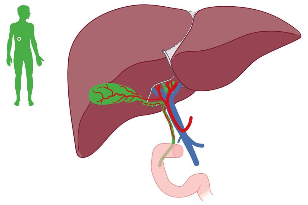 13 Vul de missende woorden in over de functies van de lever. 1. Glucosestofwisseling Glucose kan in de lever worden opgeslagen. De glucosemoleculen worden daarvoor aan elkaar gekoppeld zodat ontstaat.