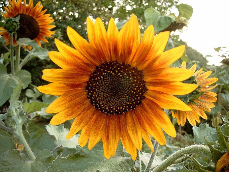 4 FIBONACCI EN DE ZONNEBLOEMEN De getallen uit de rij van Fibonacci vindt men vaak terug bij de verschillende vormen van de groei van planten en bloemen.