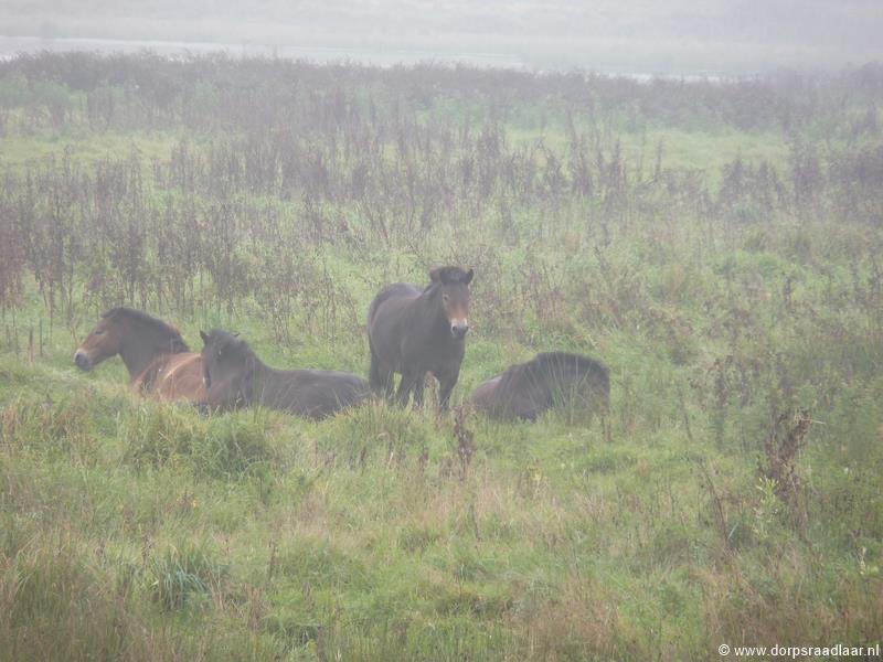 Zelfs de Exmoor