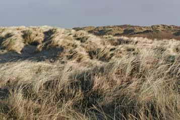 nl 15 Opslag van stikstof in grijze duinen Grijs duin is een verzamelnaam voor een heel aantal duingraslanden in zowel het kalkrijke als kalkarme gebied de kalkgrens loopt dwars door ons duingebied,