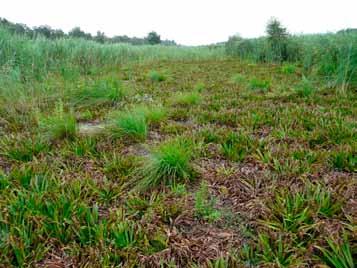 Er zijn al een hoop problemen opgelost, de waterkwaliteit is verbeterd en veel waterplanten zijn terug. Maar waarom treedt er nauwelijks meer verlanding op?