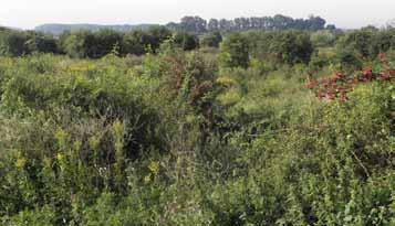 herstel van terrestrische en amfibische fauna in het rivierengebied fase 2 2013 Effecten van begrazing op het halen van Natura 2000-doelen en het verhogen van veiligheid in uiterwaarden Betrokken