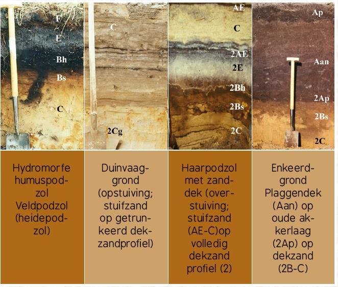 Stap 5 Bodemtype Hoe een bodem heet is afhankelijk van bodemclassificatiesysteem: