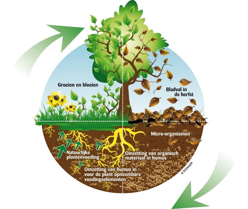 Afname organisch stofgehalte: een onderschat probleem Afname organisch materiaal leidt tot: afname bodemvruchtbaarheid.