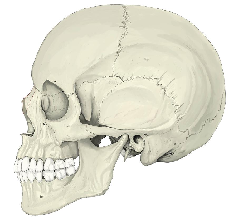 Archeologieatelier - onderzoek van menselijk