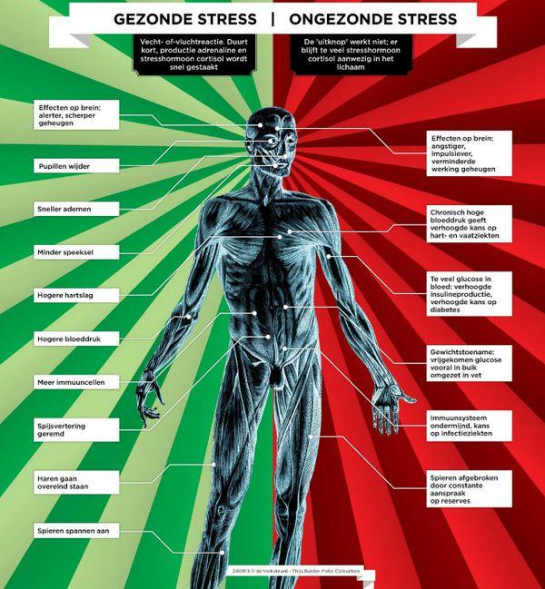 Gezonde en ongezonde stress - - - - - - - - - - - - - X Een beetje spanning is vaak nuttig. Het maakt dat u goed oplet en snel kunt reageren.