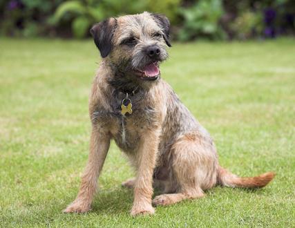 gluten Alle honden verbeterden op glutenvrij dieet!