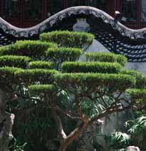 chinese tuintjes vrijdag 8 juli 9u15-11u15 gratis Mensinde max. 25 kleuters meebrengen: speelkledij aandoen Kennen jullie de Chinese siertuinen met veel versiering, vijvers, struiken en sierstenen?