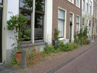 Natuur in de stad is op te splitsen in vier hoofdtypen: bebouwing, parken, water en verbindingen.