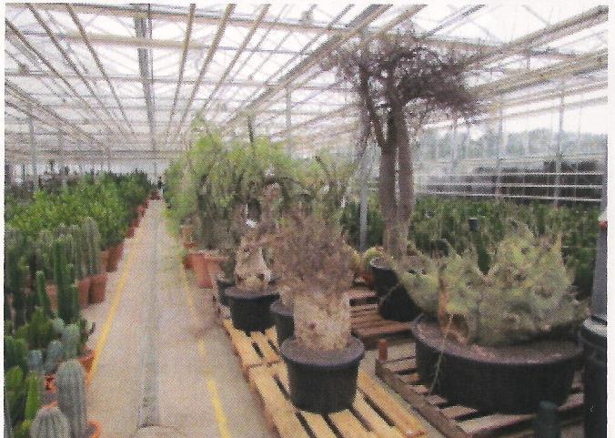 Het bedrijf wordt geleid door Hans Van de Voorde en zijn echtgenote Ariane Taeldeman, Meer dan 90% van de verkoop als groothandelaar gebeurt via plantenexportbedrijven.