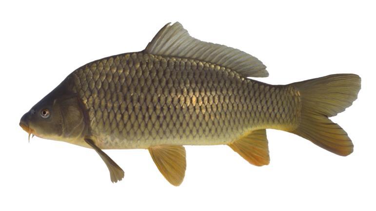 - Baden Powellplantsoen te Gouda- KARPER (Cyprinus carpio) Leefomgeving De karper is een algemene vissoort in stilstaande en langzaam stromend water.