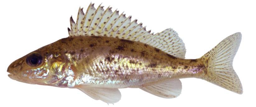 - Baden Powellplantsoen te Gouda- POS (Gymnocephalus cernuus) Leefomgeving De pos is een algemene vissoort in ons land die in veel wateren voorkomt.