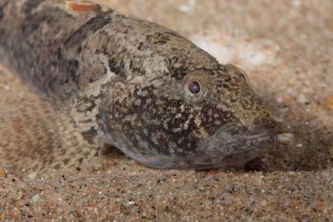 januari jaargang natuurhistorisch maandblad FIGUUR De Marmergrondel (Proterorhinus semilunaris) (foto: Martijn Dorenbosch).