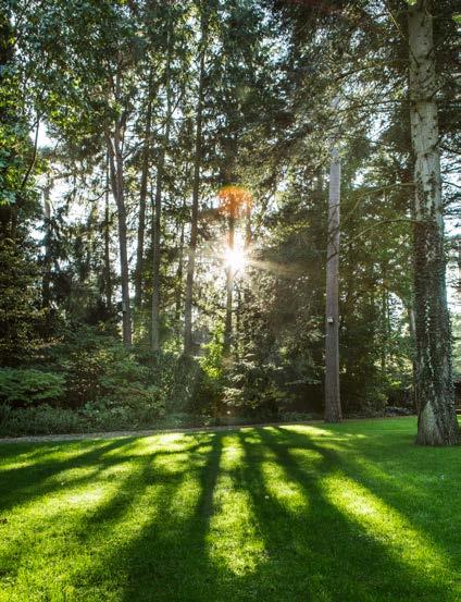 Van de tachtig bomen op het grondstuk werd slechts een beperkt aantal zieke bomen weggehaald.