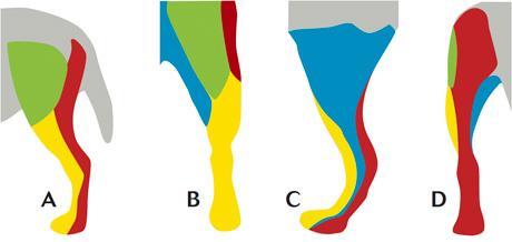 distaal van de knie, zijnde de plantaire zijde van de poot (zie figuur 2) (Lorenz et al., 2011; de Lahunta et al., 2015).